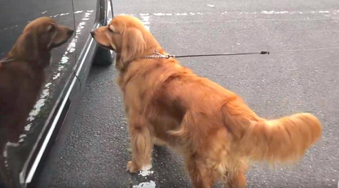 ゴールデンレトリーバー,動画