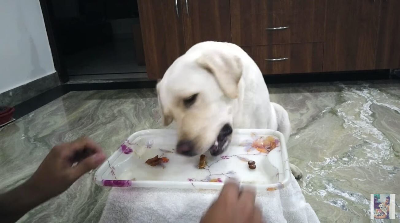 ラブラドールレトリーバー,動画