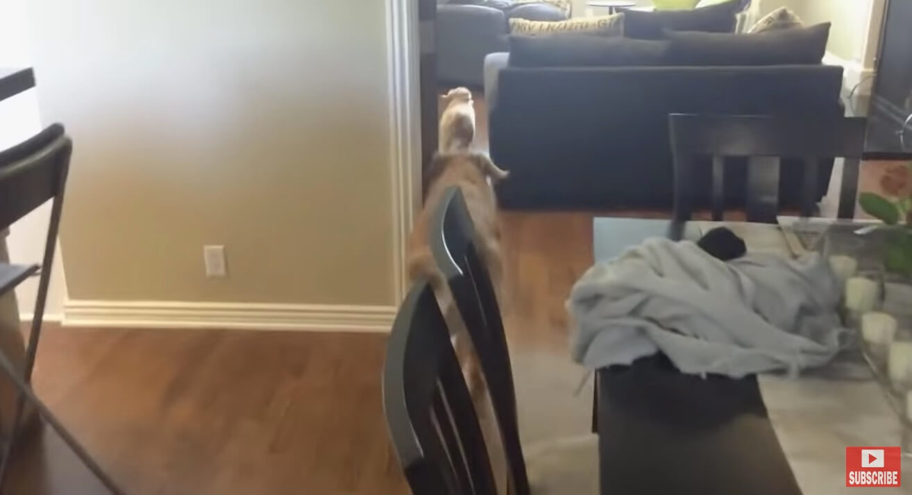 ゴールデンレトリーバー,動画