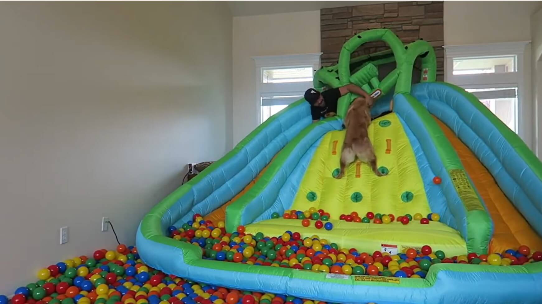 ゴールデンレトリーバー,動画