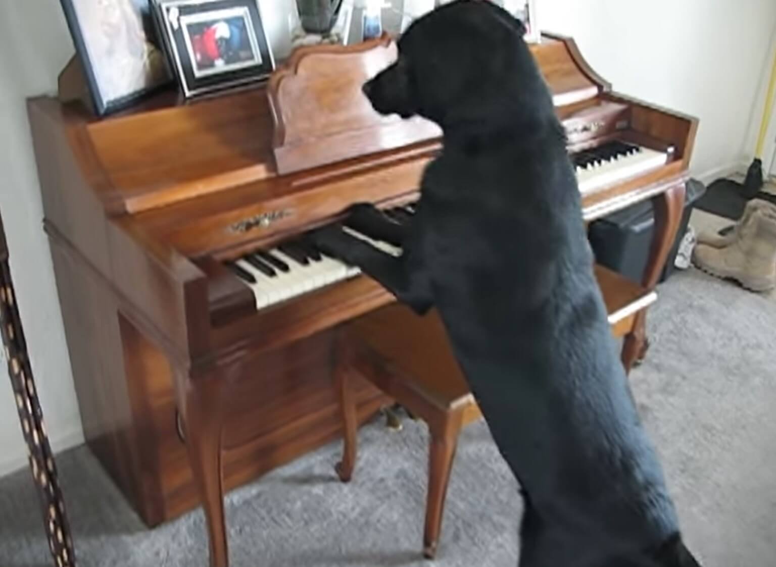 ラブラドールレトリーバー,動画