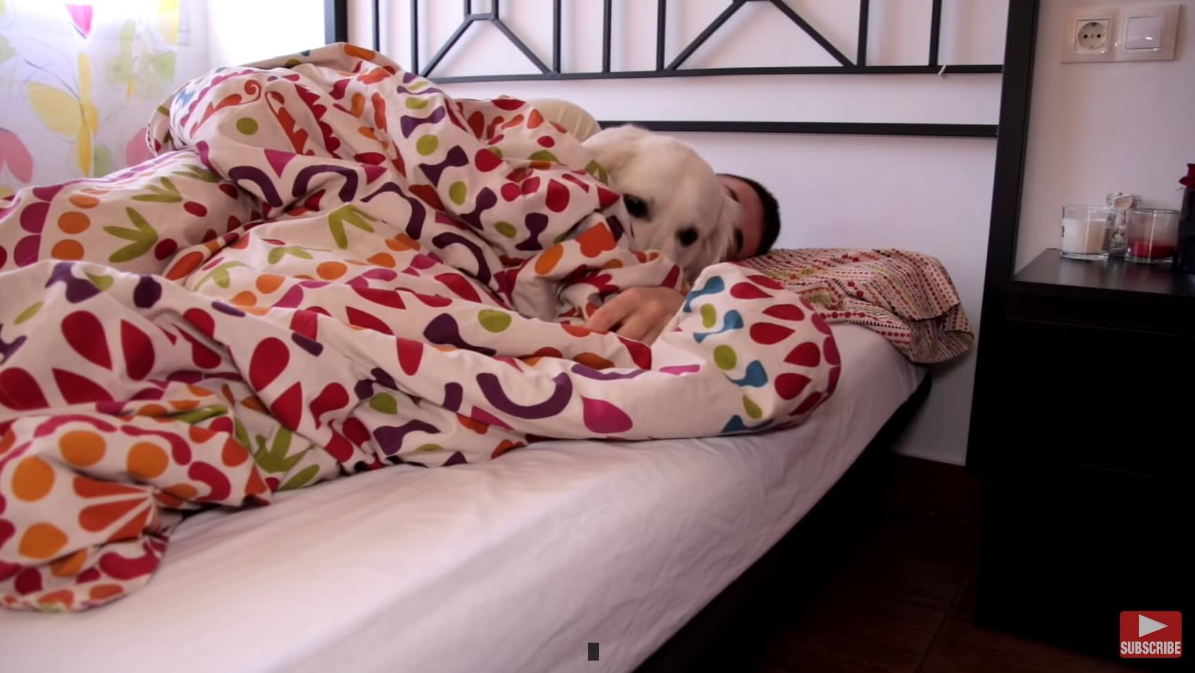 ゴールデンレトリーバー,動画