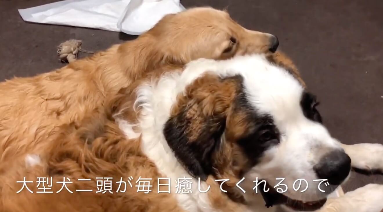 ゴールデンレトリーバー,動画