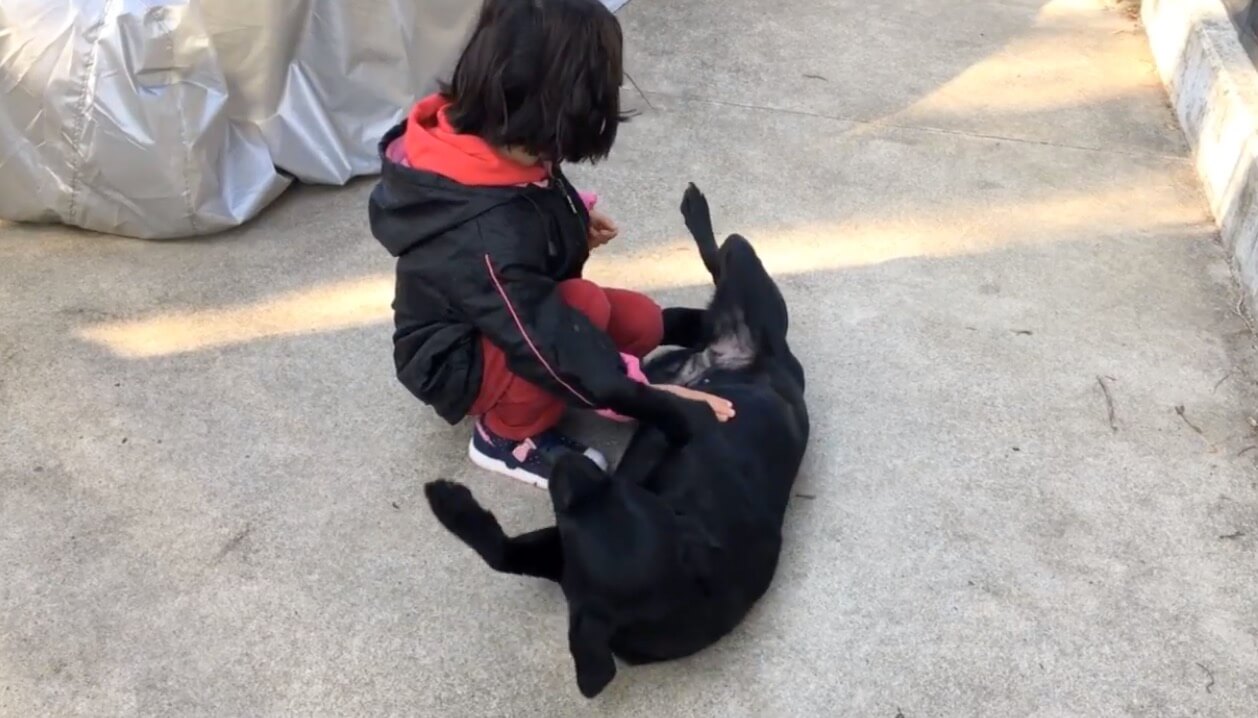 ラブラドールレトリーバー,動画