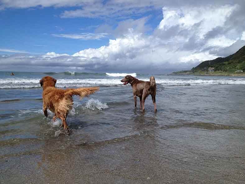 レトリーバー,ごはん