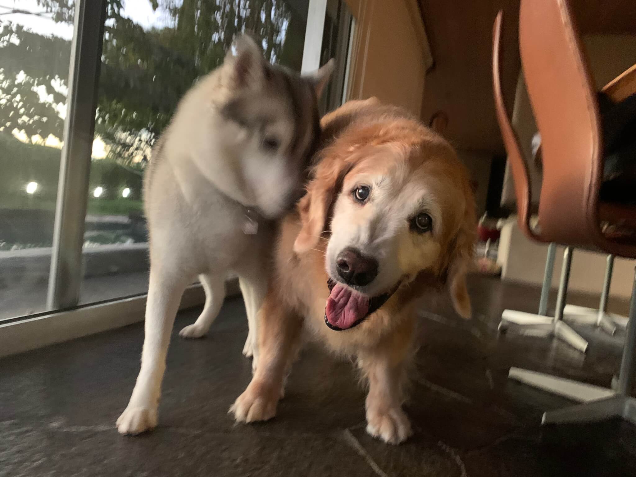 レトリーバー,ごはん