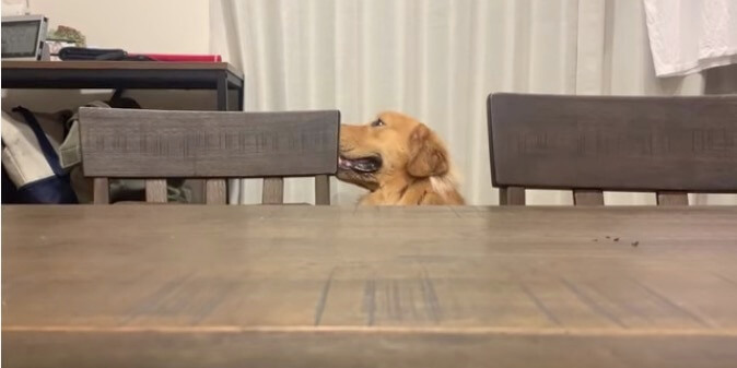 ゴールデンレトリーバー,動画