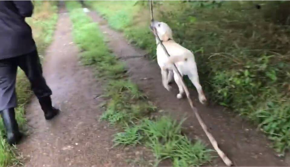 ラブラドールレトリーバー,動画