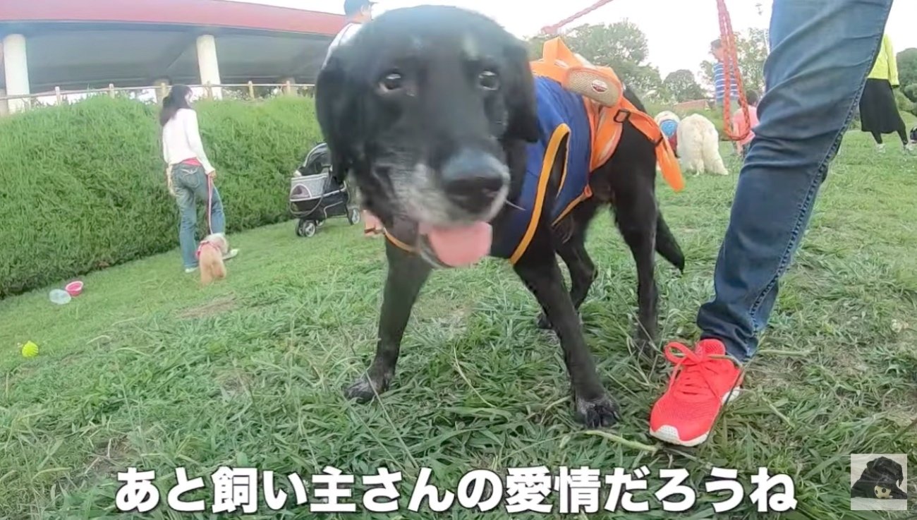 ラブラドールレトリーバー,動画