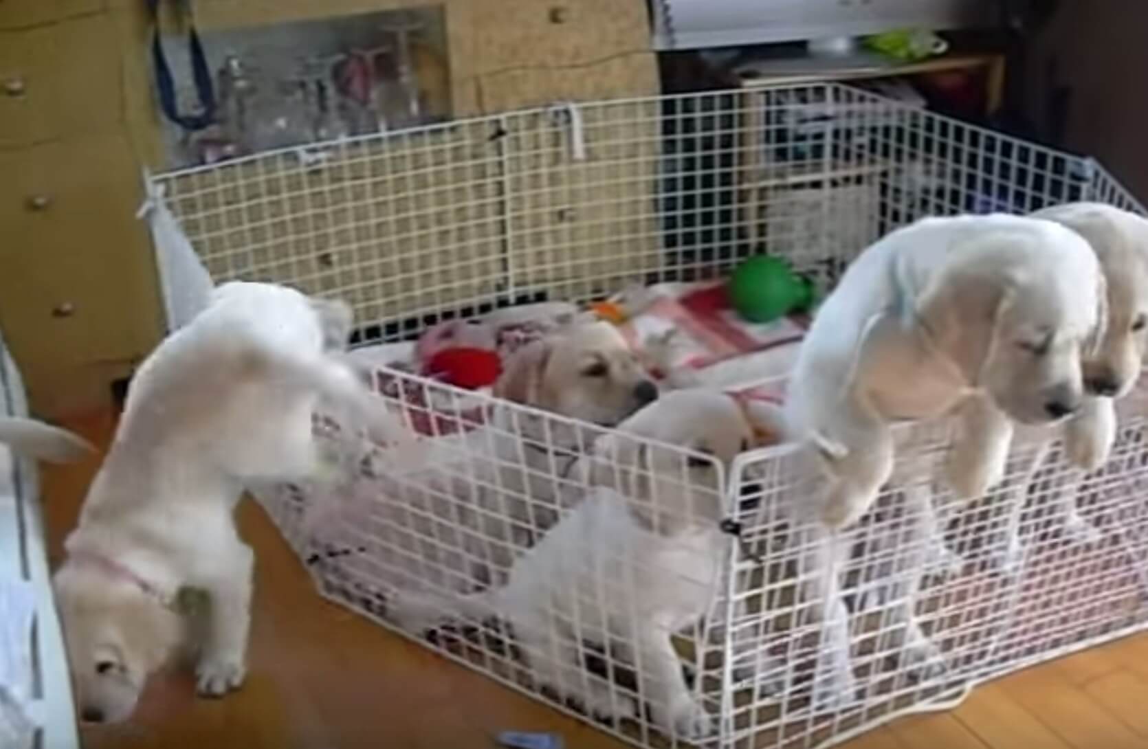 ラブラドールレトリーバー,動画