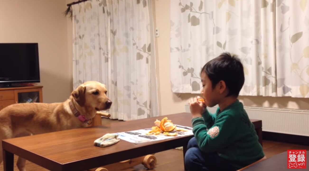 ラブラドールレトリーバー,動画