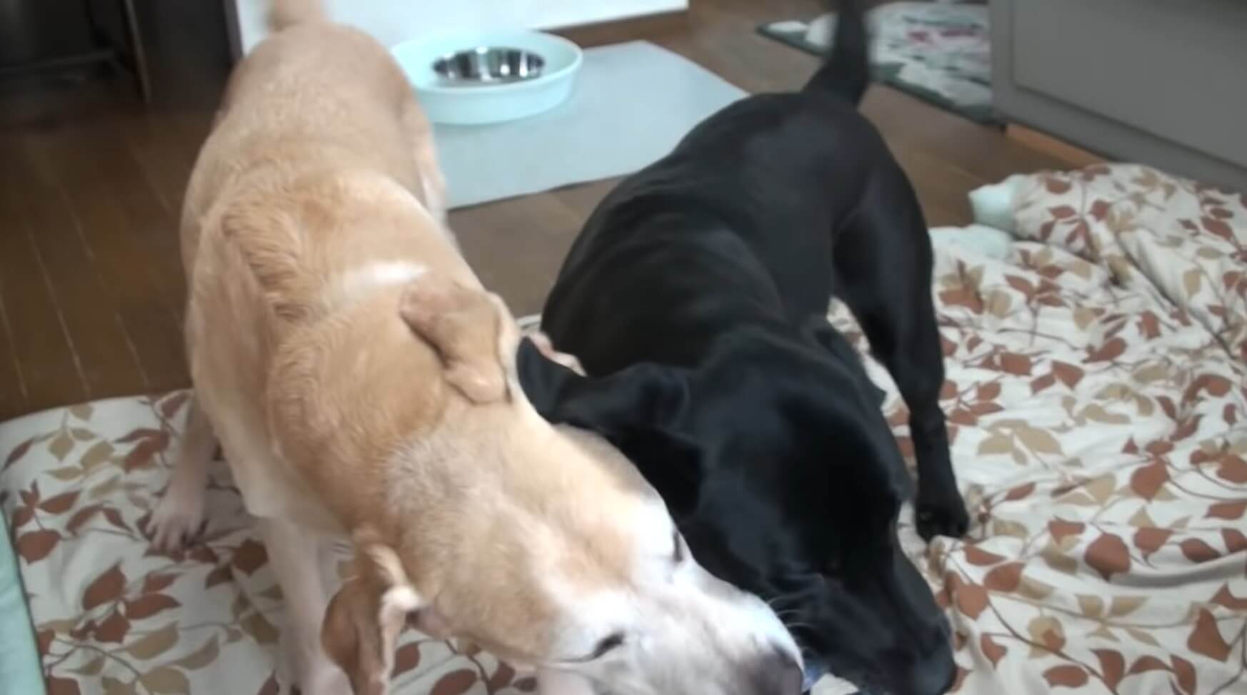 ラブラドールレトリーバー,動画