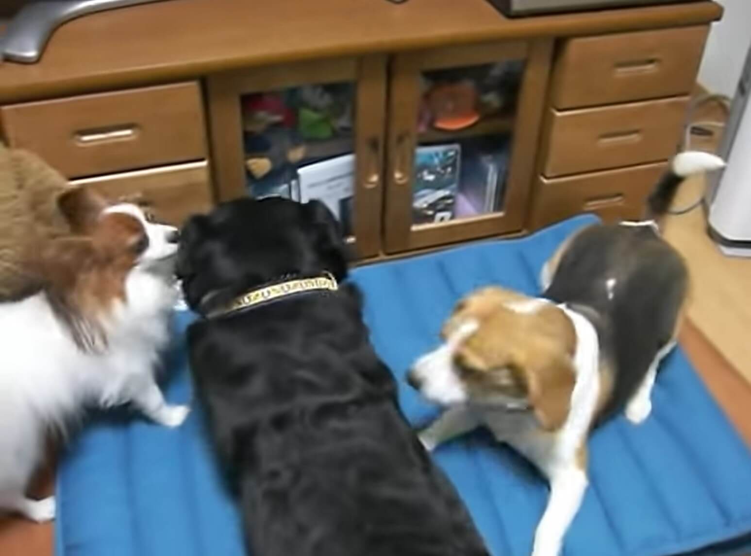 ラブラドールレトリーバー,動画