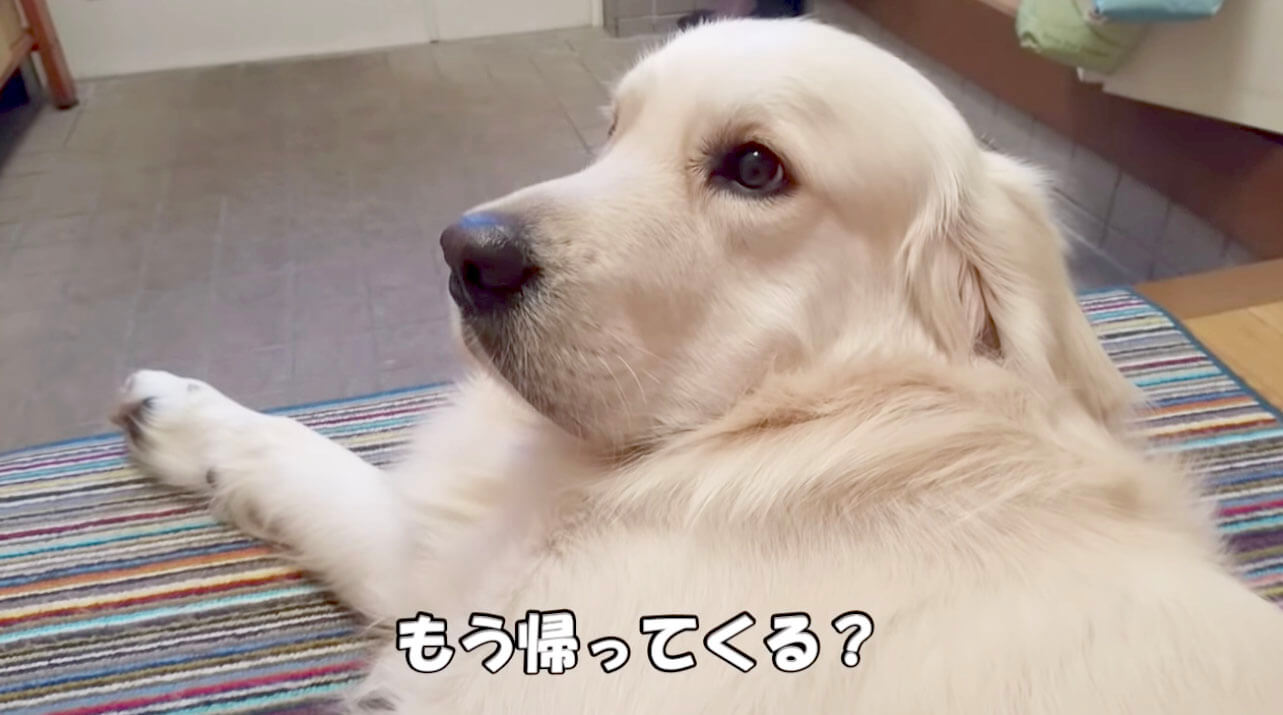 ゴールデンレトリーバー,動画