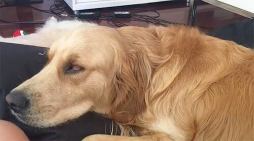 ゴールデンレトリーバー,Instagram