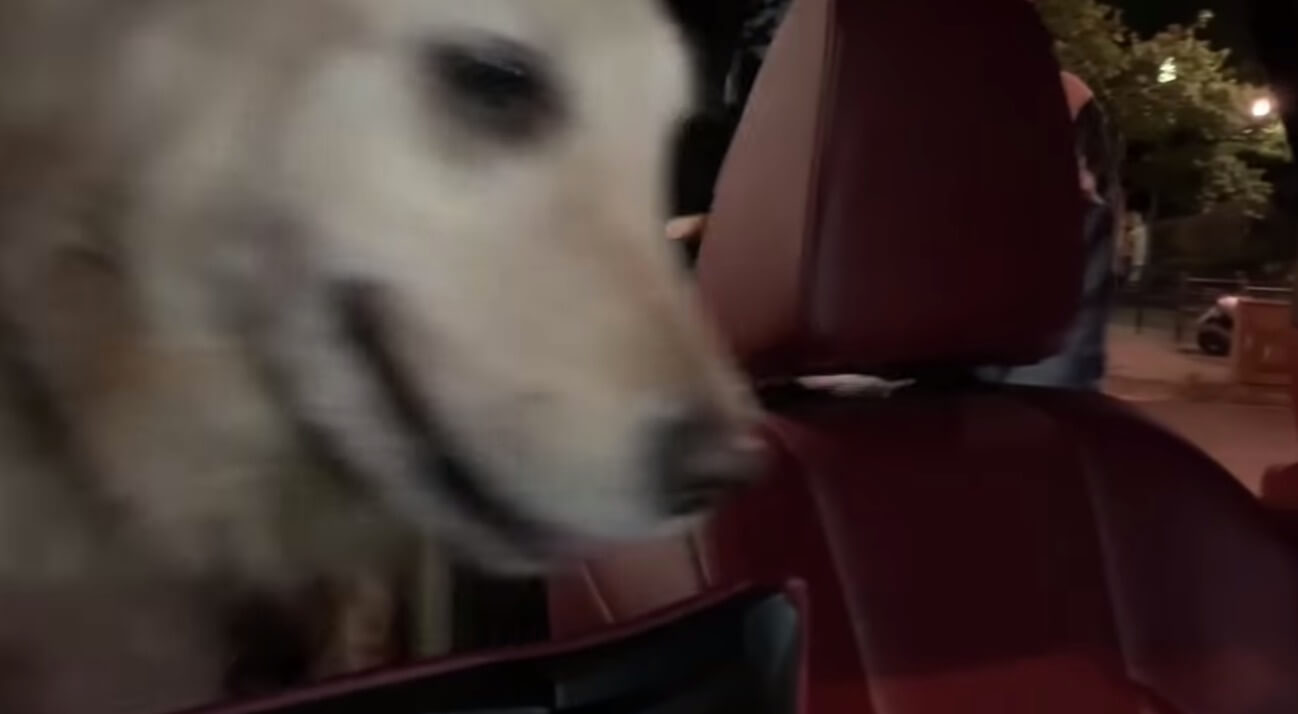 ゴールデンレトリーバー,動画