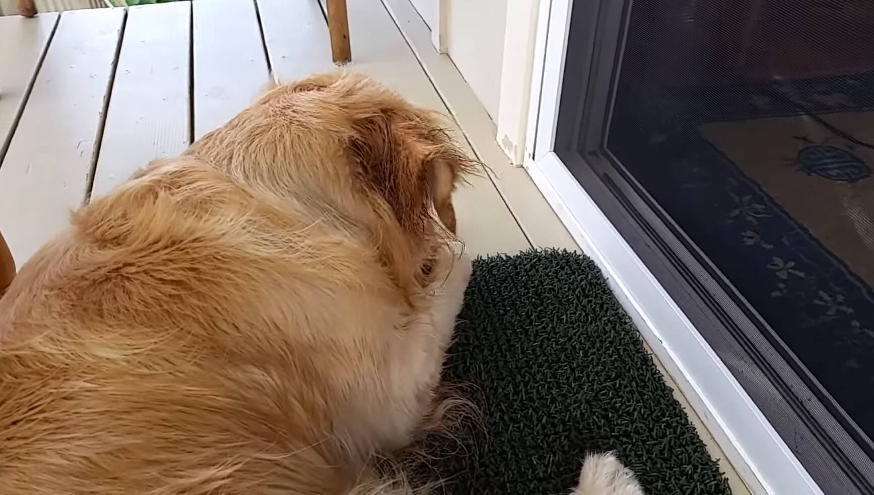 ゴールデンレトリーバー,動画