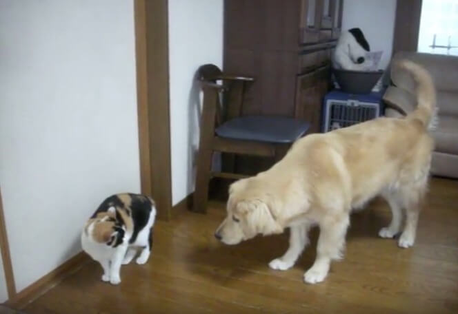 ゴールデンレトリーバー,動画