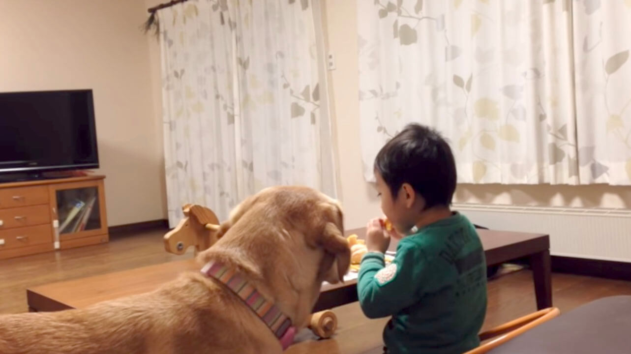 ラブラドールレトリーバー,動画