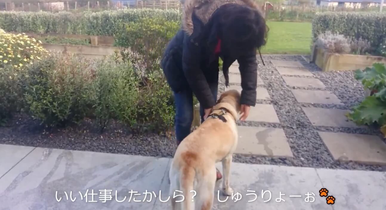 ラブラドールレトリーバー,動画