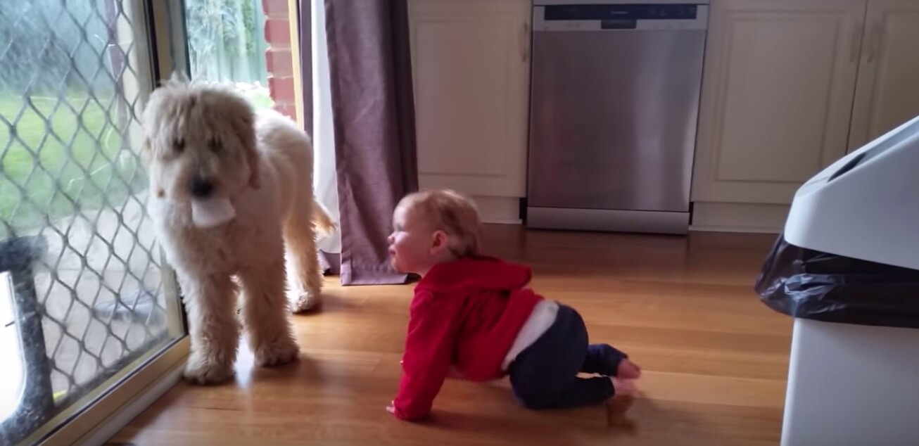 ゴールデンドゥードル,動画