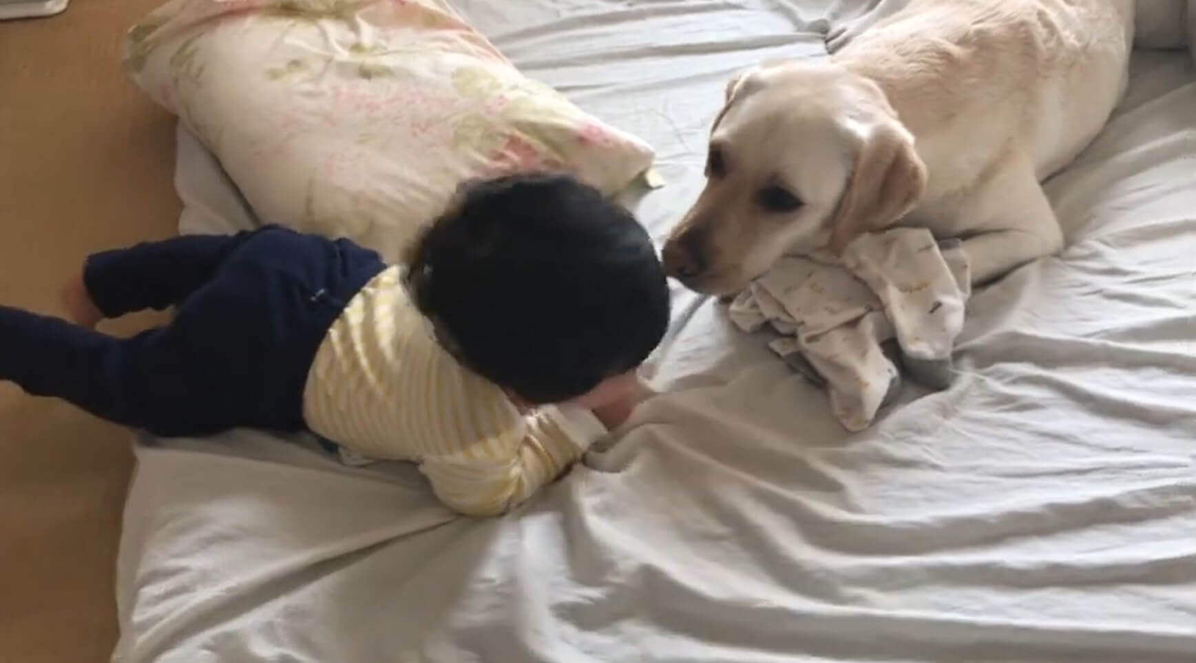 ラブラドールレトリーバー,動画