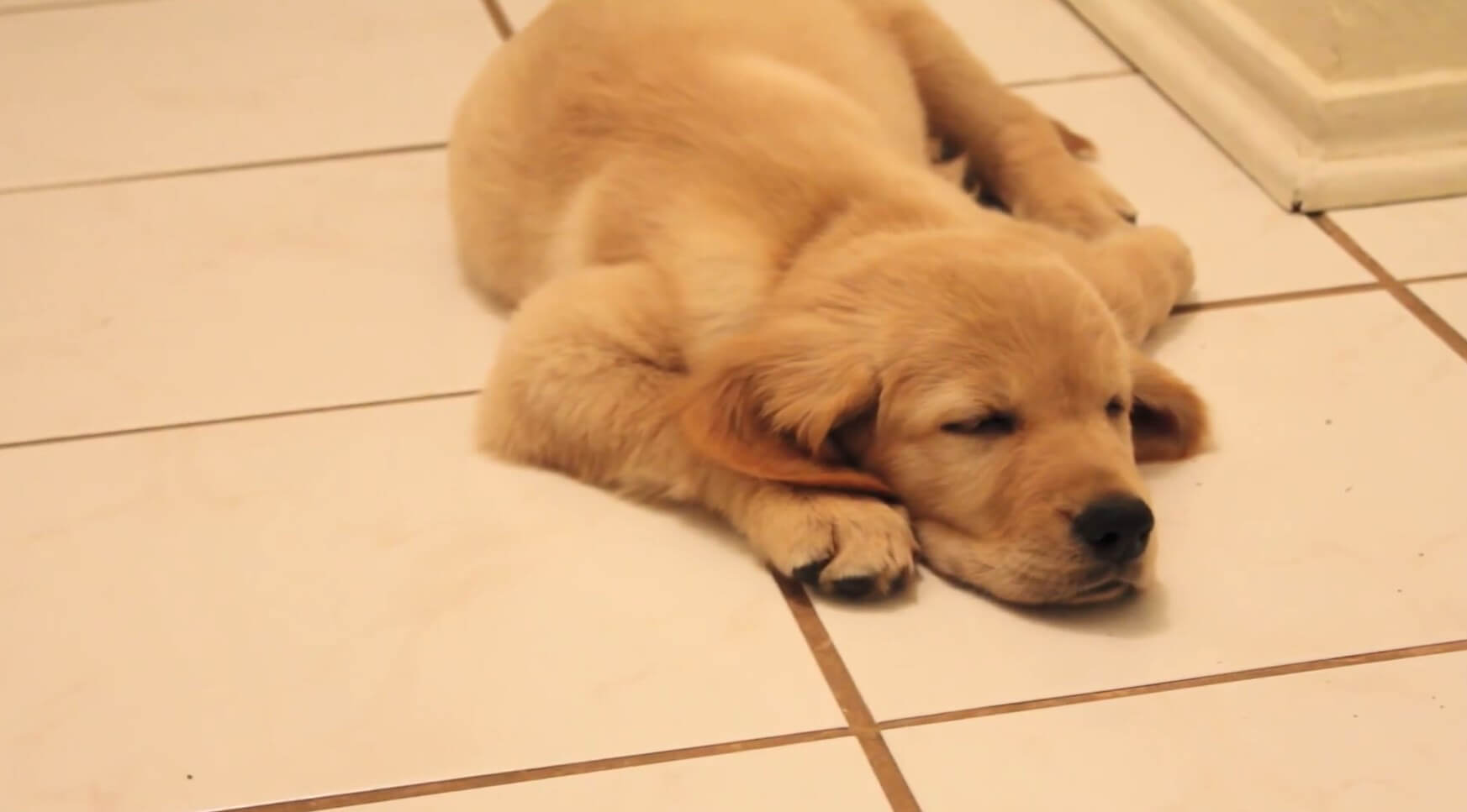 ゴールデンレトリーバー,動画