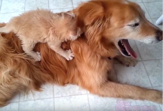 ゴールデンレトリーバー,動画