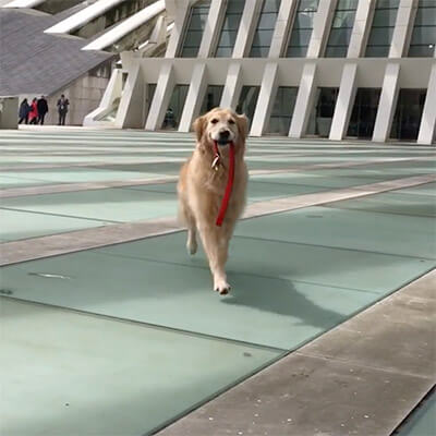 ゴールデンレトリーバー,動画