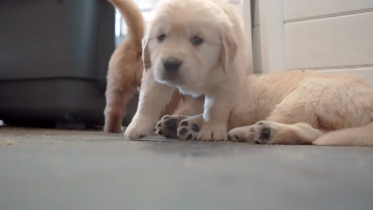 ゴールデンレトリーバー,動画