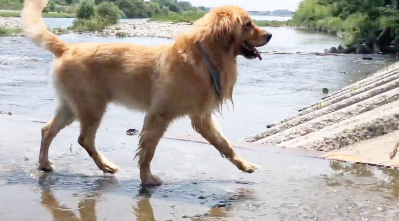 ゴールデンレトリーバー,動画