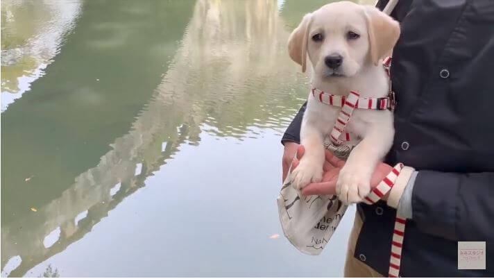 ラブラドールレトリーバー,動画