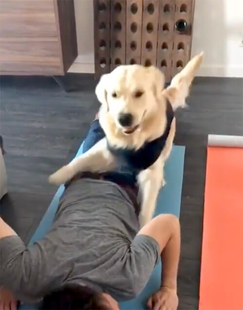 ゴールデンレトリーバー,動画