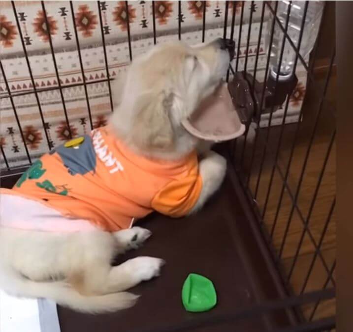 ゴールデンレトリーバー,動画