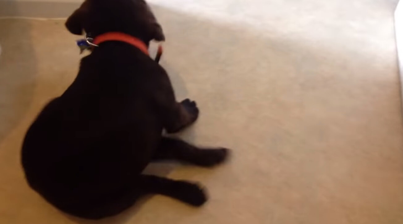 ラブラドールレトリーバー,動画