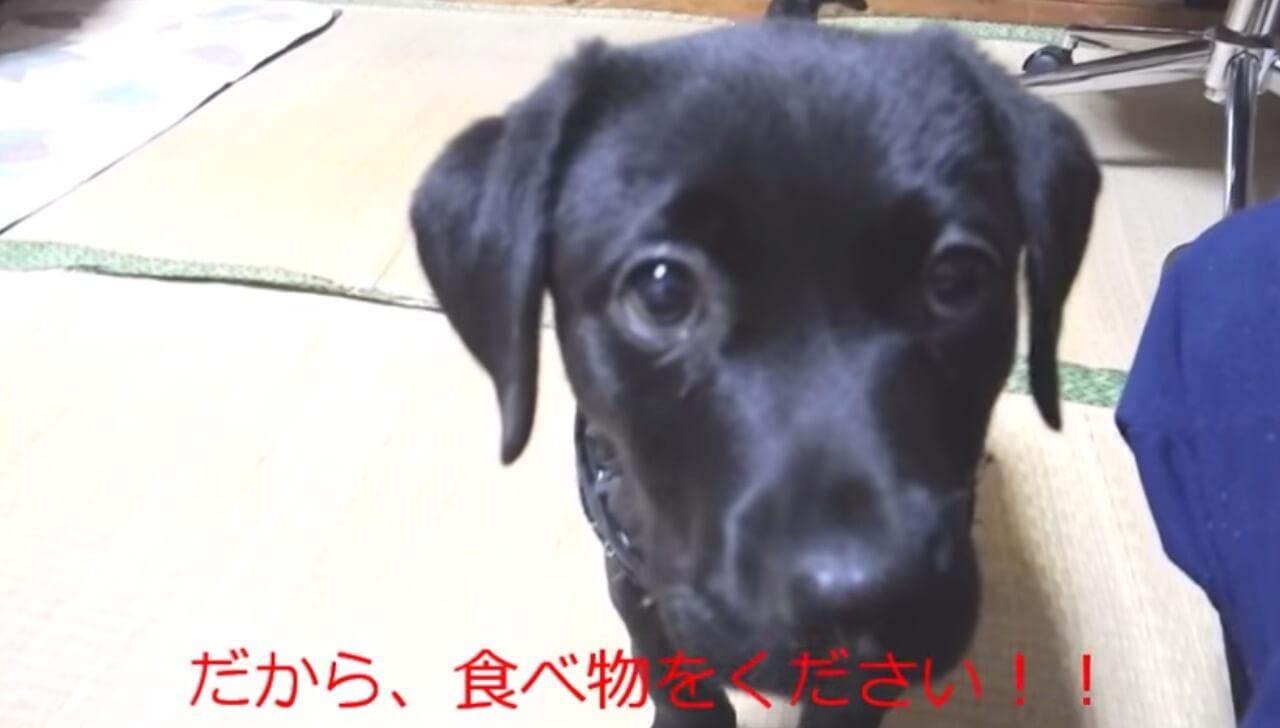 ラブラドールレトリーバー,動画