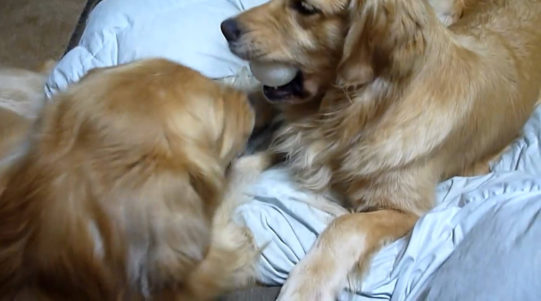 ゴールデンレトリーバー,動画