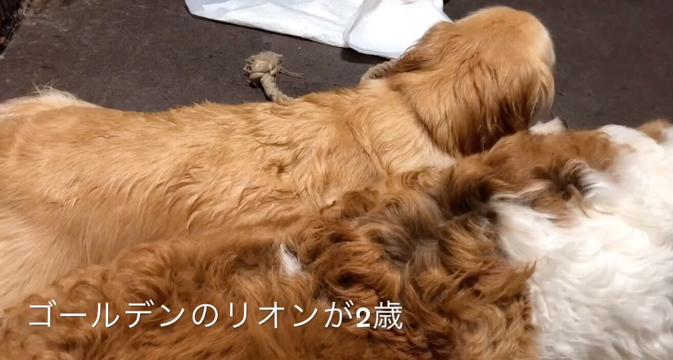 ゴールデンレトリーバー,動画