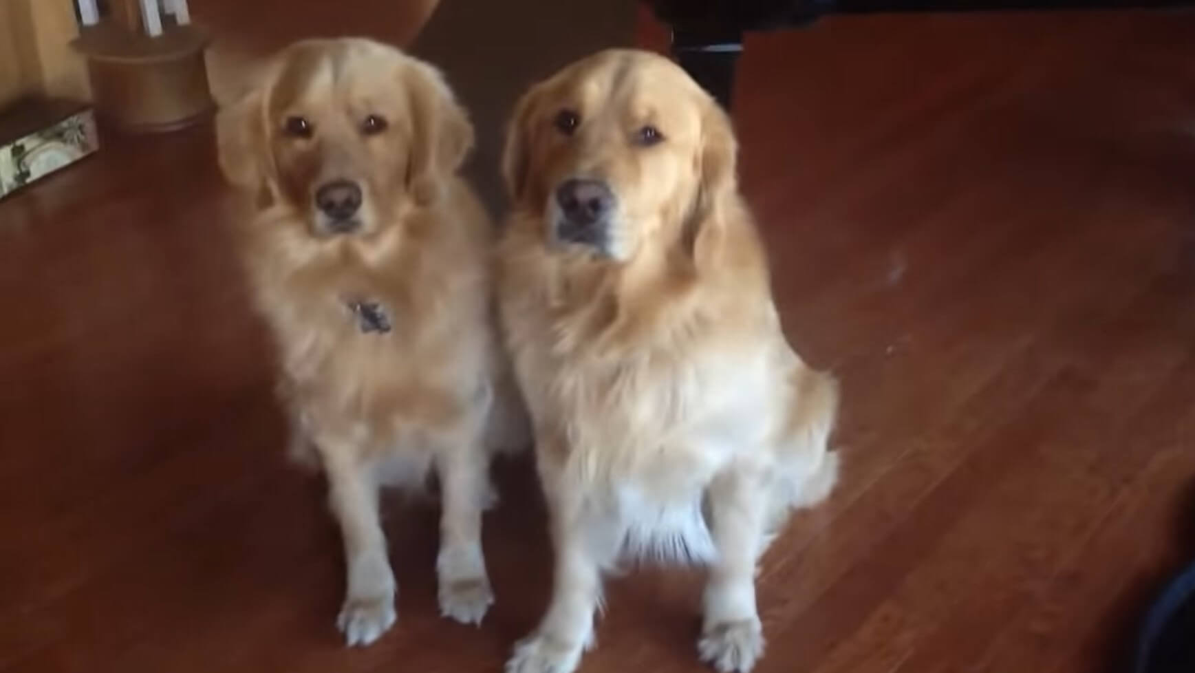 ゴールデンレトリーバー,動画