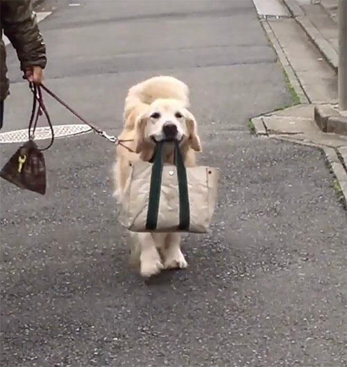 ゴールデンレトリーバー,動画