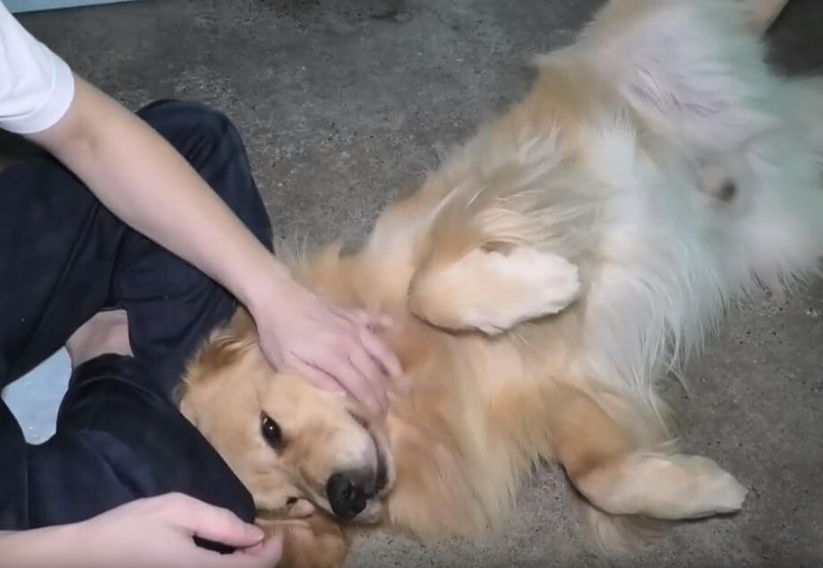 ゴールデンレトリーバー,動画