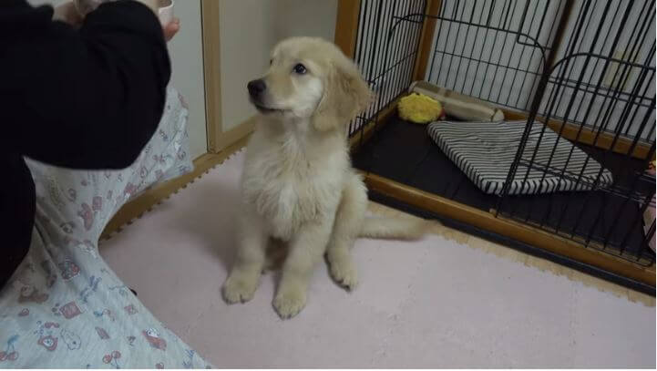 ゴールデンレトリーバー,動画