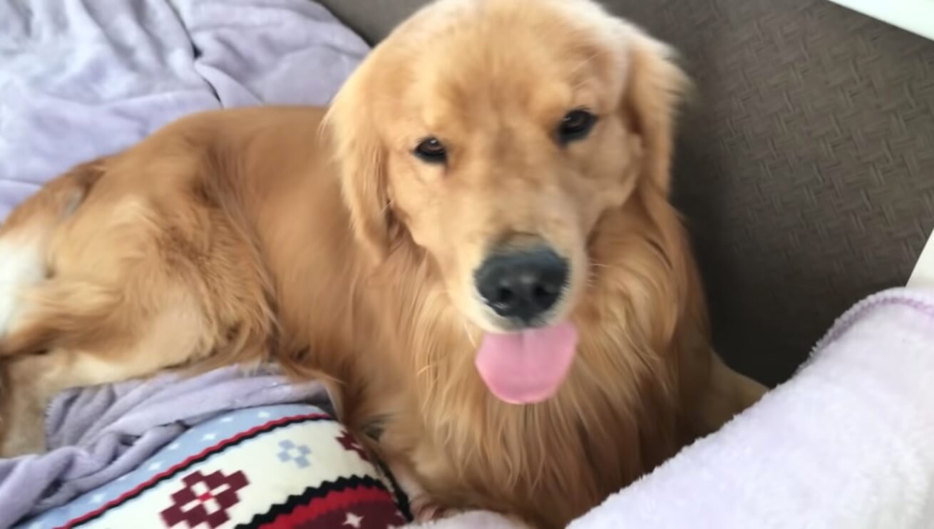 ゴールデンレトリーバー,動画