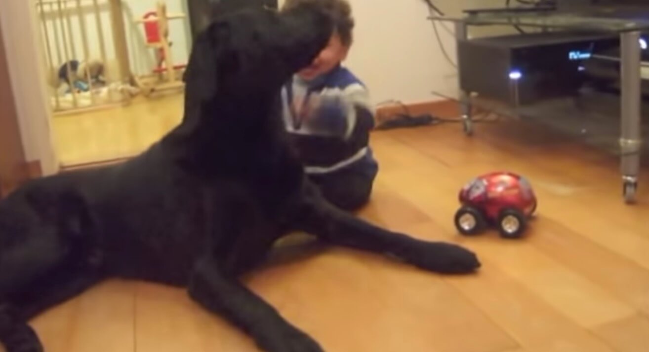 ラブラドールレトリーバー,動画