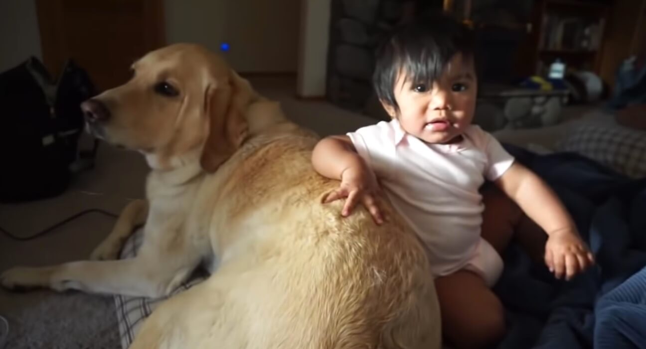 ラブラドールレトリーバー,動画