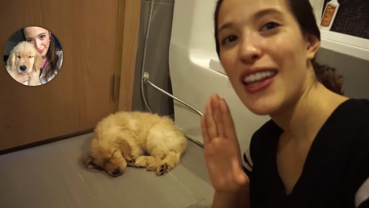 ゴールデンレトリーバー,動画