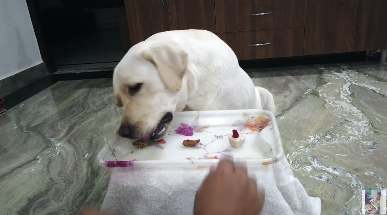 ラブラドールレトリーバー,動画