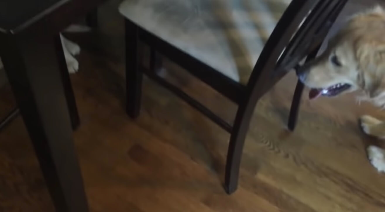 ゴールデンレトリーバー,動画