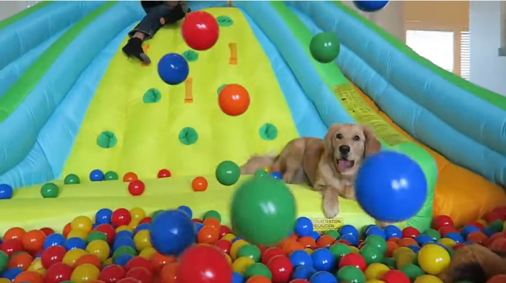 ゴールデンレトリーバー,動画