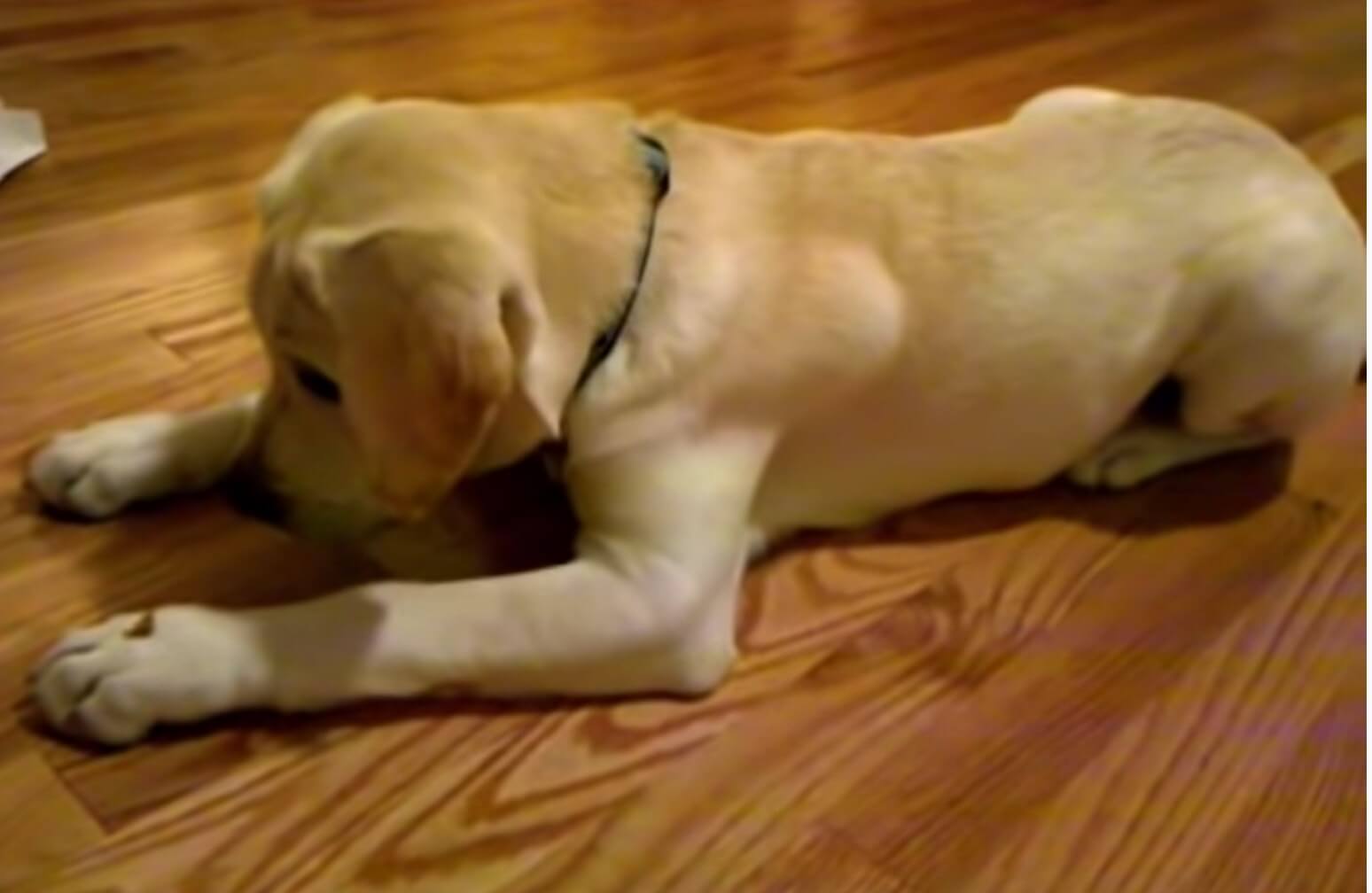 ラブラドールレトリーバー,動画